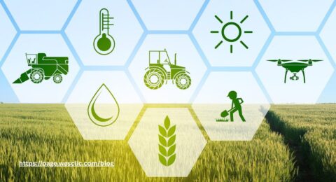 Google Perkuat Ekonomi AI Asia Tenggara_ Misi Besar Bangun Talenta, Pertanian Cerdas, dan Kesehatan Digital di Era Kecerdasan Buatan